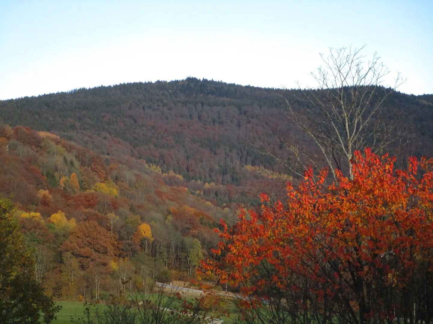 Herbstlandschaft im Sonnenwald im Landkreis Freyung Grafenau