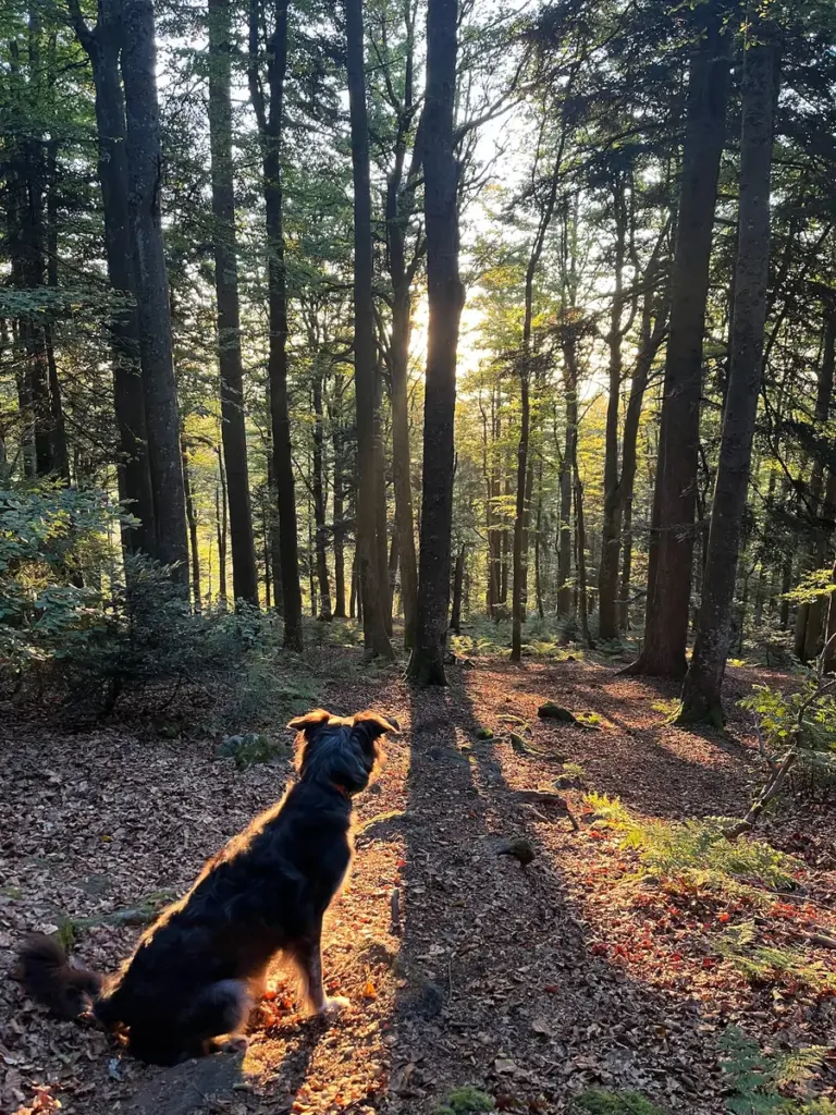 Hund auf einem Waldweg im warmen Sonnenlicht