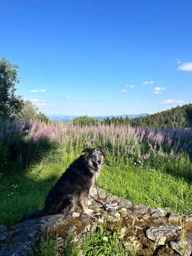 Hund auf einer sonnigen Wiese mit Blick auf die umliegende Natur