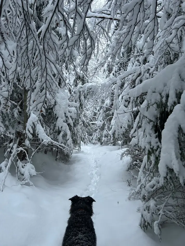 Hund auf einem schneebedeckten Weg zwischen verschneiten Bäumen