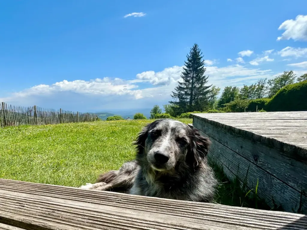 Hund liegt auf Terrasse mit Blick ins Grüne