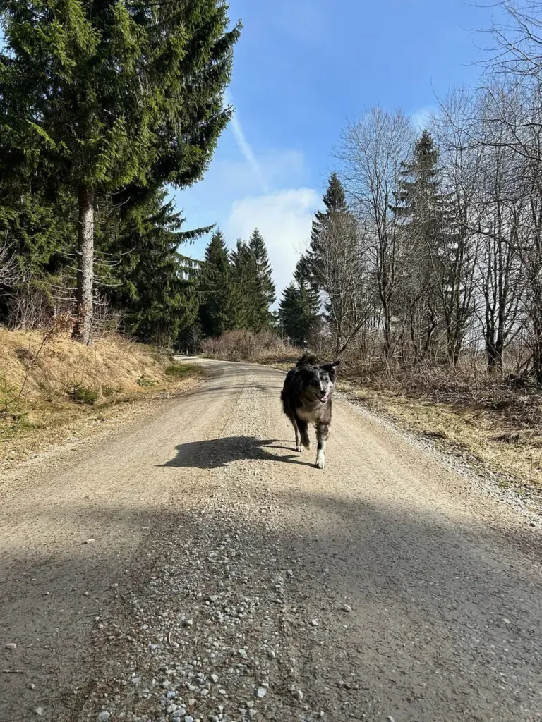 Hund auf einem breiten Weg in einer bewaldeten Landschaft