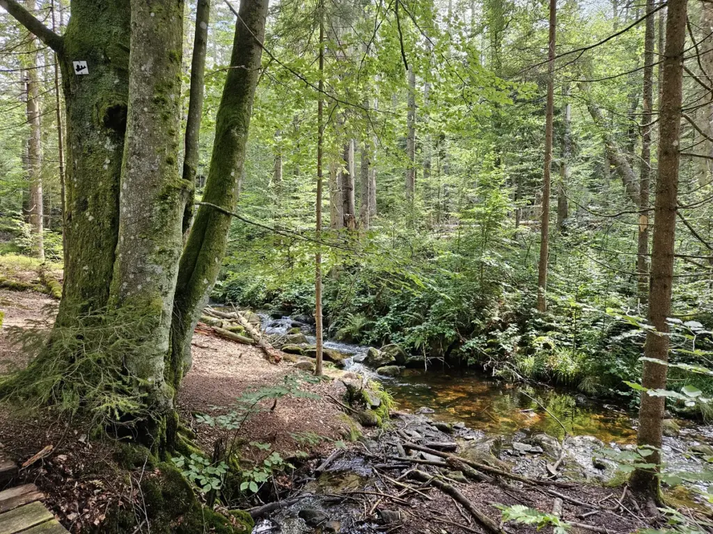 Naturnaher Waldweg neben einem kleinen Bach